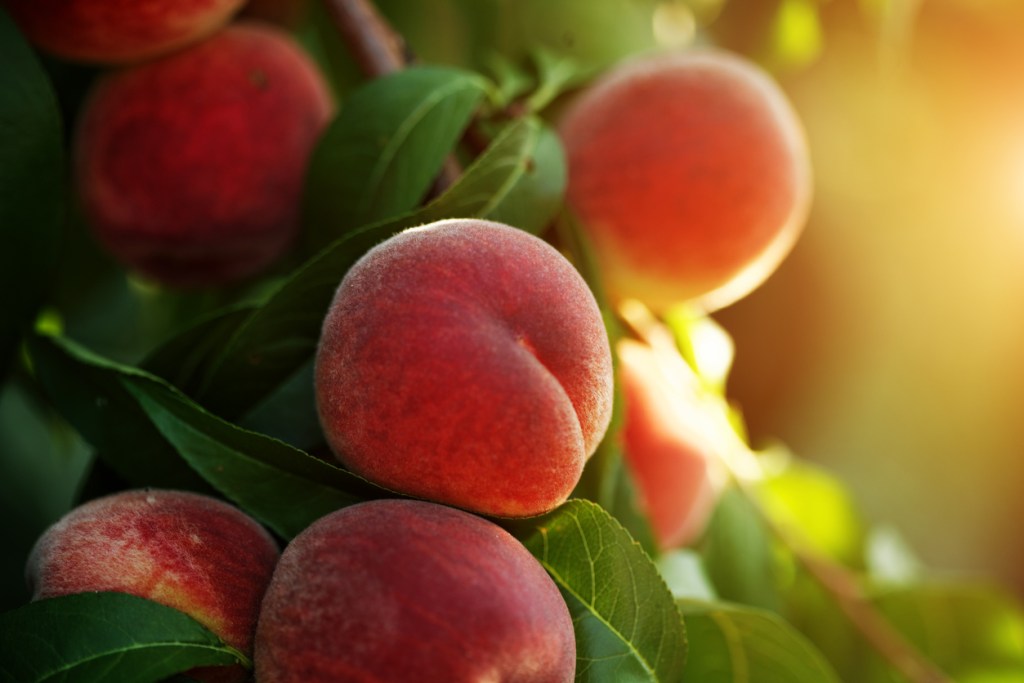 Melocotón - Imagen: iStock