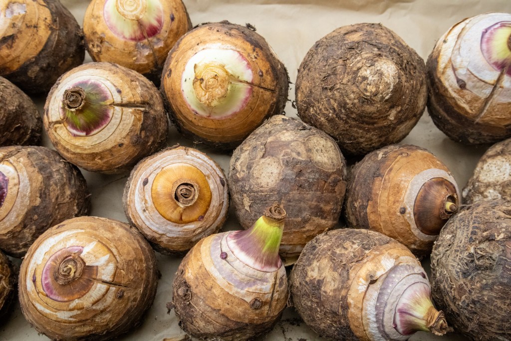 Malanga - Imagen: iStock