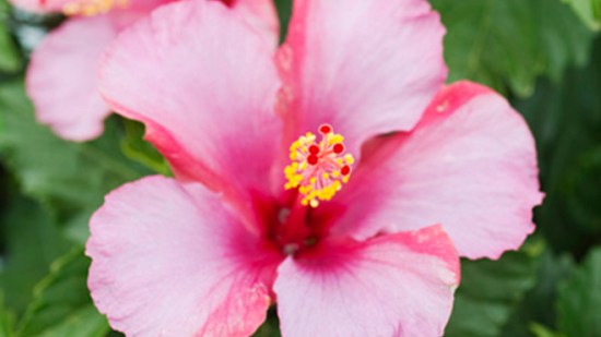 Eliminar toxinas de forma natural. Apunta estos 7 diuréticos naturales