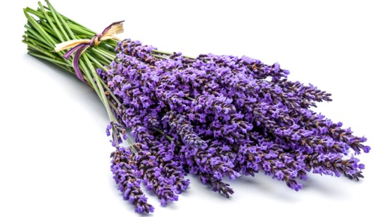Lavanda