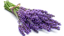 Lavanda