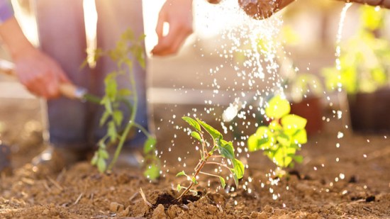 Gente regando en el huerto.