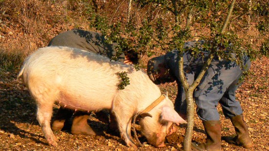 cerdos y trufas