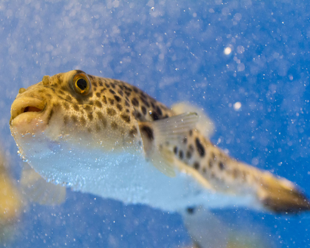 El precio del pez globo, ¿qué indica?