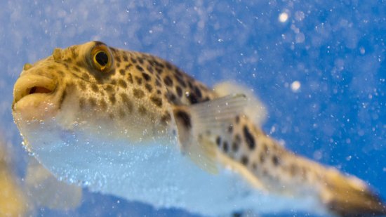 El precio del pez globo, ¿qué indica?