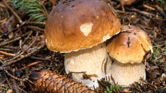 Boletus