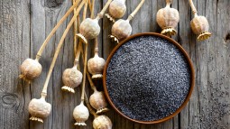 semillas propiedades  amapola