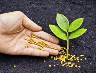 7 recetas para tus plantas