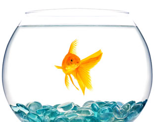 Cuidados para peces y tortugas