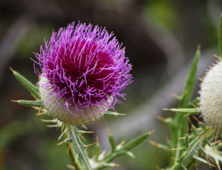 Los 10 beneficios del cardo mariano