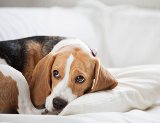 Enseña a tu perro a quedarse solo en casa