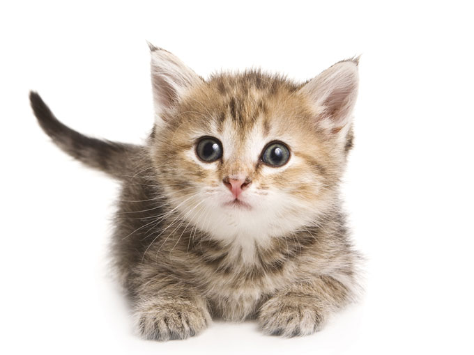 ¿Qué significa el ronroneo de un gato?