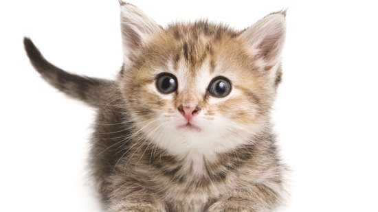 ¿Qué significa el ronroneo de un gato?