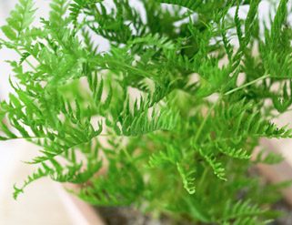 Helechos para poner en casa un toque exótico