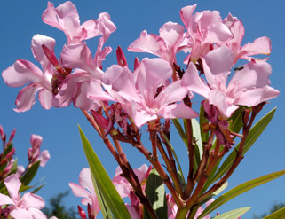 Peligro: plantas tóxicas