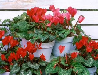 La flor del invierno: el Cyclamen