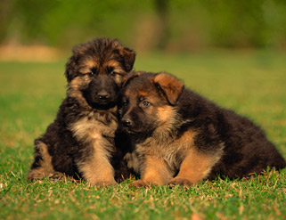 Frío y sedentarismo, dos enemigos del perro