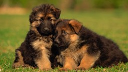 Frío y sedentarismo, dos enemigos del perro