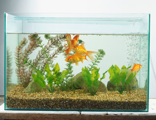 Cómo cuidar las plantas del acuario