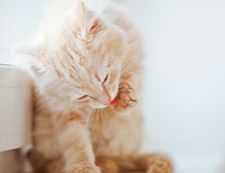 ¿Por qué los gatos son tan limpios?