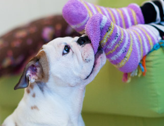 Cómo evitar que tu perro muerda