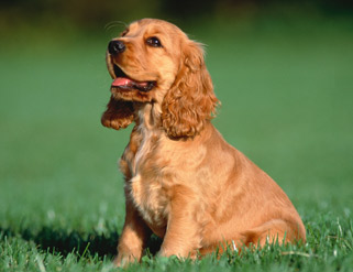 Cocker. Tierno y temperamental