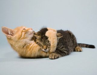 ¿Tu gato necesita un compañero?