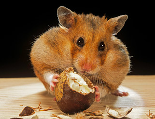 Verdades y mentiras sobre el hámster