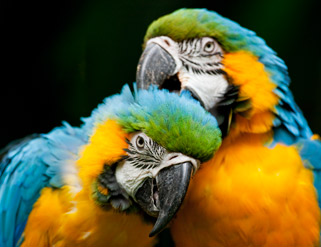 Cómo educar bien a tu loro