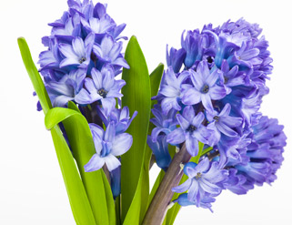 Jacintos de interior: cuidados básicos