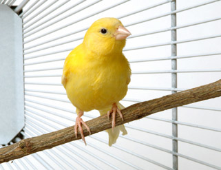 La mejor jaula para tu canario