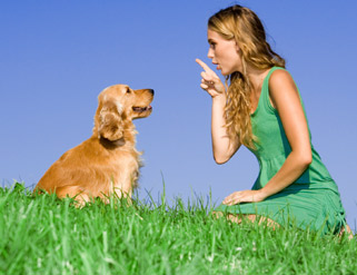 ¿Debo castigar a mi perro?