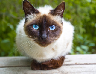 Los cuidados básicos del gato siamés