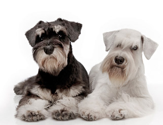 Cuidados básicos para los perros de raza schnauzer
