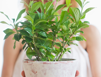 Consigue que tus plantas sobrevivan al verano