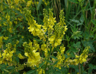 Los 7 beneficios de la planta meliloto