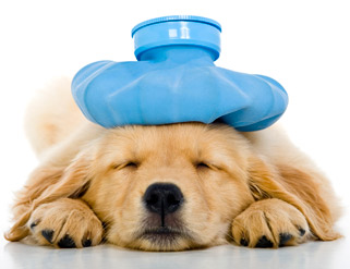 Mascotas: cómo actuar ante una urgencia