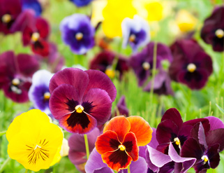 Pensamientos: la flor del invierno