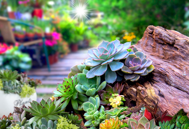 Consejos para tener un jardín ecológico