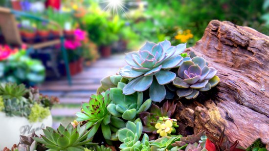 Consejos para tener un jardín ecológico