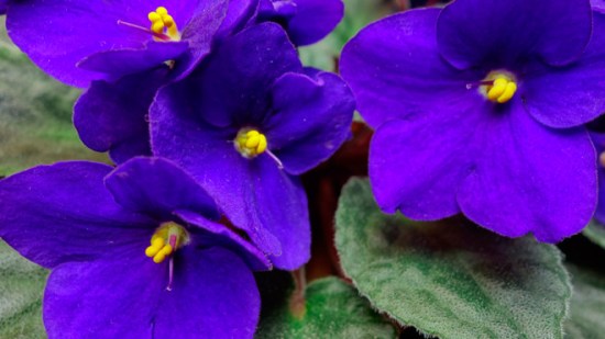Cómo cuidar la violeta africana para que florezca siempre
