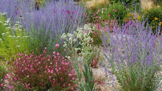 4 plantas de exterior resistentes para el jardín