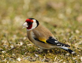 Cuidados básicos para jilgueros