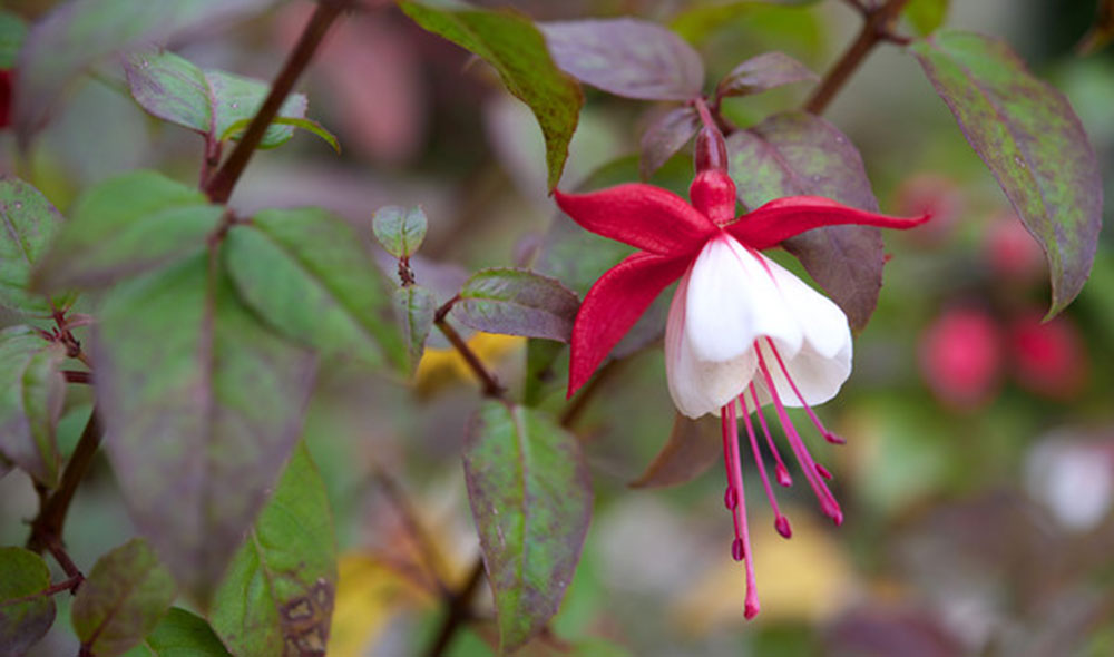 ¿Son realmente efectivas las Flores de Bach?