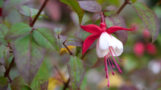 ¿Son realmente efectivas las Flores de Bach?