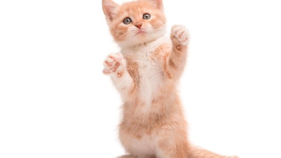 4 costumbres de tu gato que debes corregir