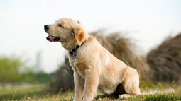 Está acatarrado nuestro perro