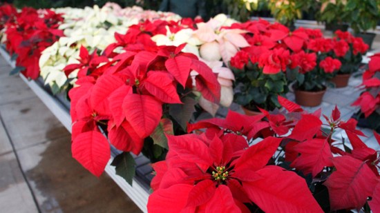 ¿Quieres que tu flor de Pascua sobreviva a la Navidad?