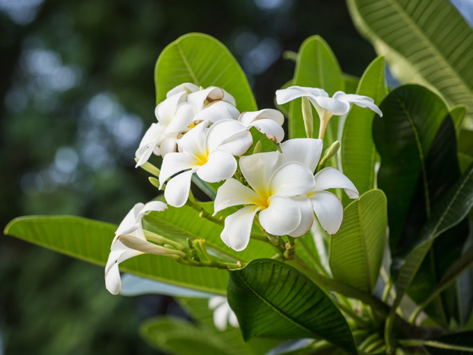 Descubre el poder del aceite de monoï