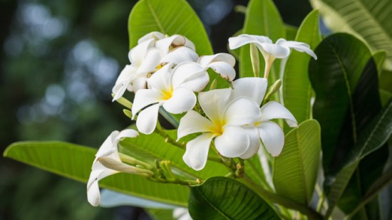 Descubre el poder del aceite de monoï